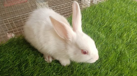 Rabbits for sale at an Affordable Price