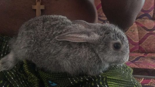 Rabbits available in Changanacherry