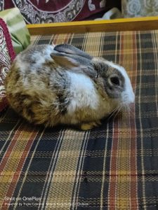 Rabbits for Sale