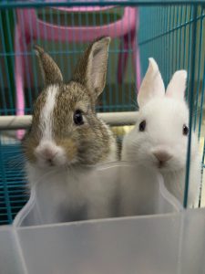 Rabbits