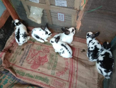 Rabbits pair for sale in Kanchipuram, Tamil Nadu