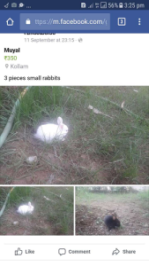 Rabbits for sale
