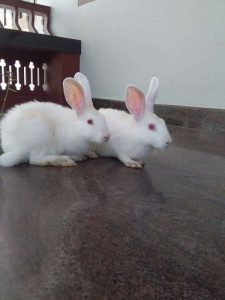 Rabbits for sale 