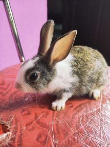 Rabbits for sale 