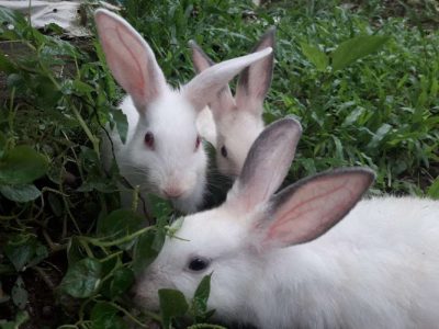 Rabbits for sale - White colour- Red eye