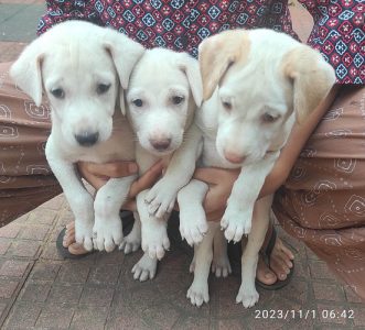 rajapalayam cross puppies