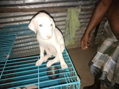 RAJAPALAYAM PUPPIES FOR SALE