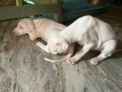Rajapalayam puppies
