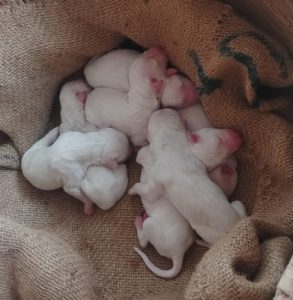 Rajapalayam Puppy for sale