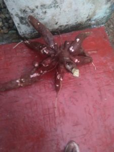Ready Harvest Tapioca in KURUPPANTHARA, Kottayam