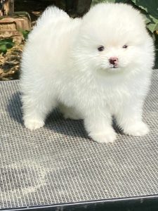 Real toy pom