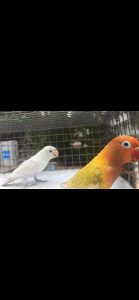 Red eye splits alb 2 pair for sale in Chennai