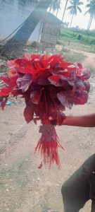 Red and green cheera selling