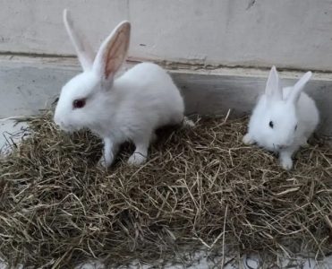 Rehome my Rabbits