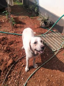 Retriever (Labrador)  Free Adoption