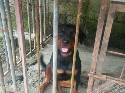 Rot weeler female FOR SALE 