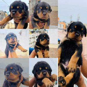 Rott Weiler for sale