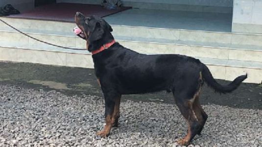 Rottweiler 10 month old for sale