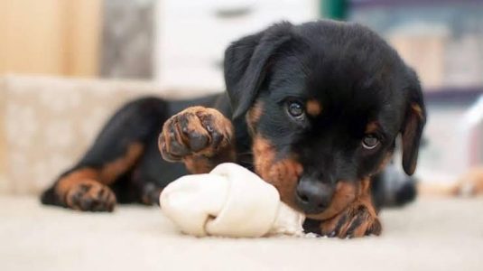 Rottweiler Cute Puppy.....8800539300