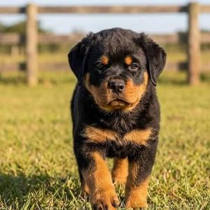 Rottweiler Cute Puppy-Funny and Playful Rottweiler Moments 8800539300