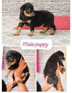 Rottweiler