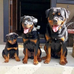Rottweiler
