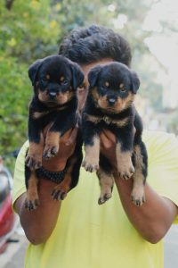 Rottweiler