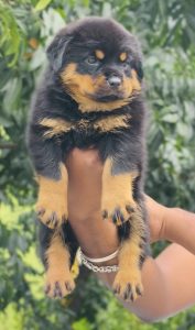 Rottweiler