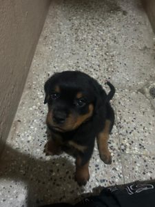 rottweiler