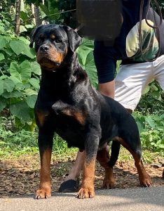 Rottweiler Female Available