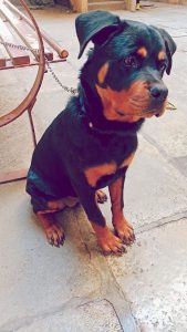 Rottweiler female