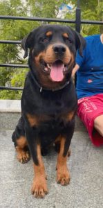 Rottweiler Male