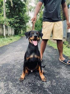 Rottweiler male puppy for sale