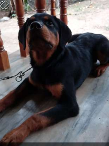 ROttweiler 6 mlnth old