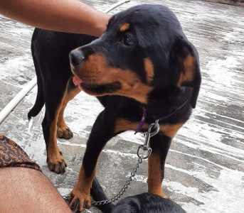 Rottweiler 3 month old female dog 