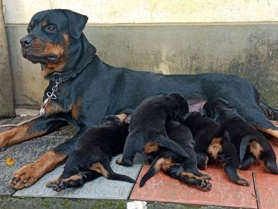 Rottweiler puppies available in Chennai