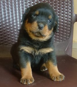 Rottweiler puppies available for sale 83O7797664