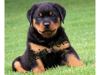Rottweiler puppies available in Chennai