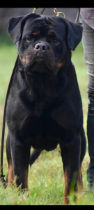 Rottweiler puppies available