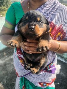 Rottweiler puppies for sale