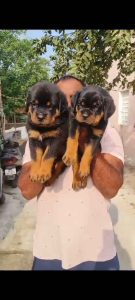 Rottweiler Puppies