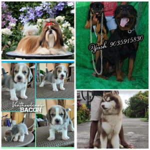 Rottweiler puppies for sale