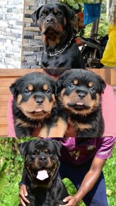 Rottweiler puppies for sale