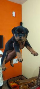 Rottweiler puppies