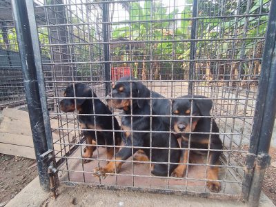 Rottweiler Puppies