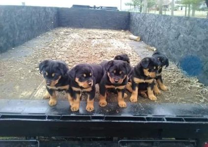 Rottweiler puppies