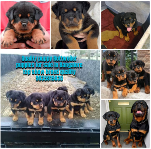 Rottweiler puppies for sale