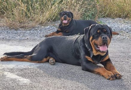 Rottweiler puppies