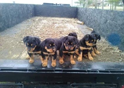 Rottweiler puppies