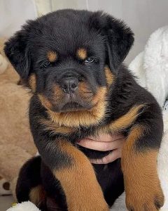 Rottweiler puppies for sale